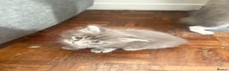 Maine Coon cats for sale: Blue smoke rare XL Maine coons  - Advert 8
