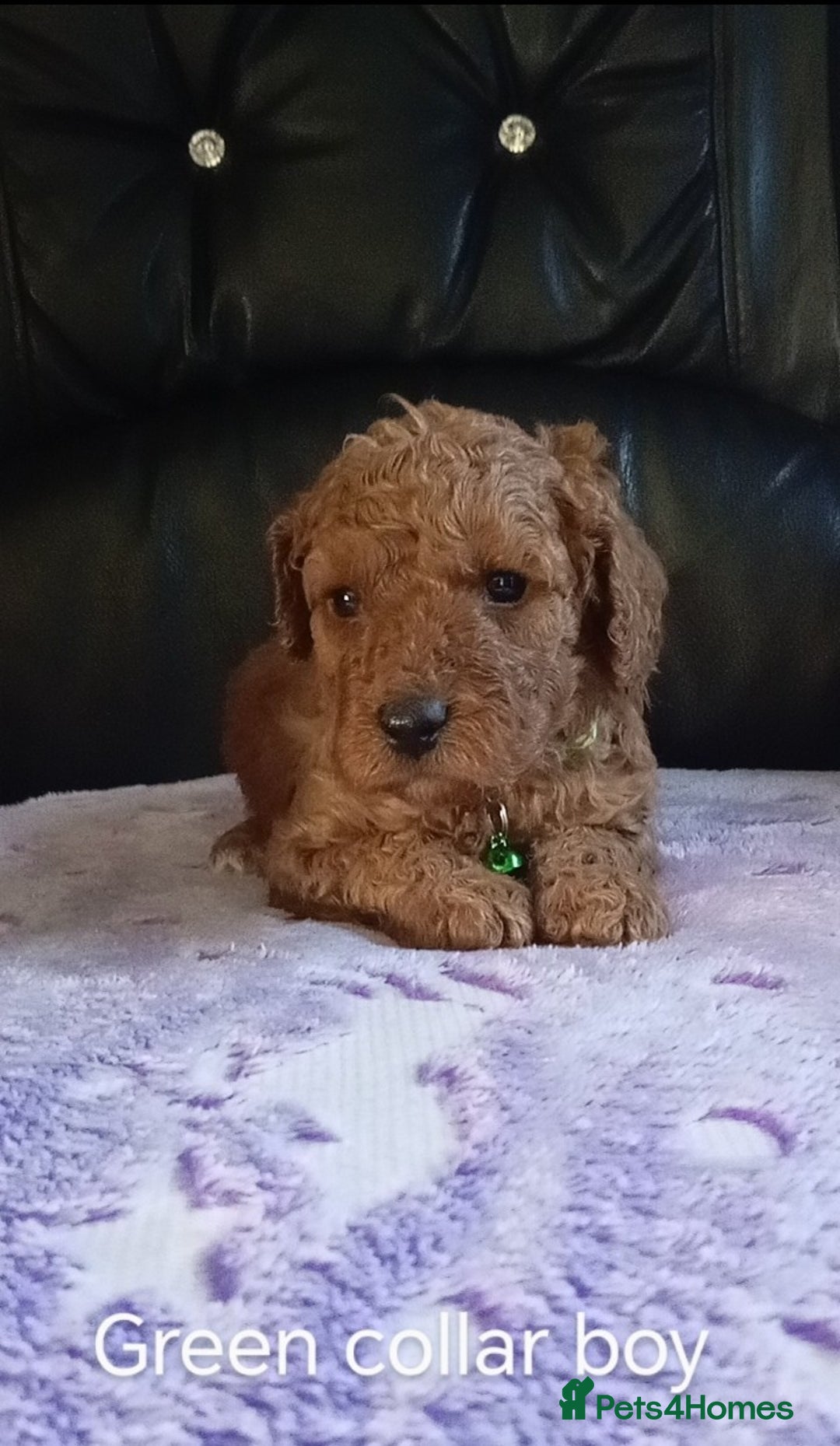Cockapoo dogs for sale: 7 F1b cockapoos for sale  - Image 7