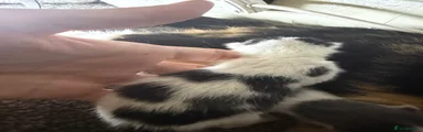 Mixed Breed 4