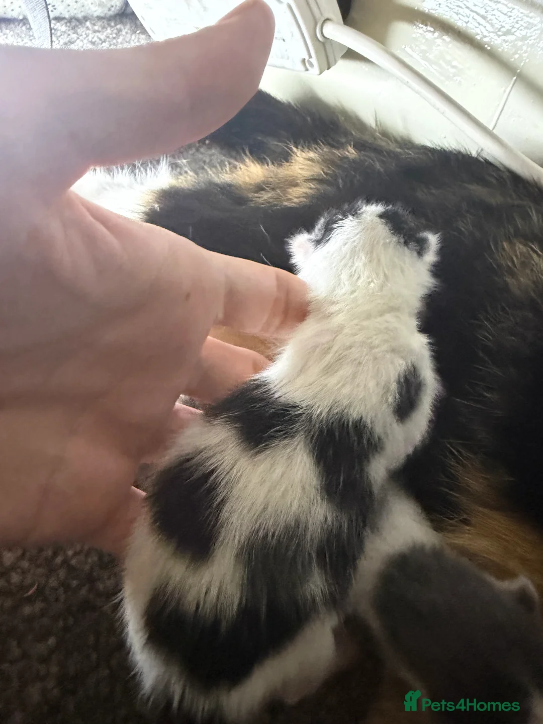 Mixed Breed cats for sale: Kittens for sale  in Feltham - Advert 2
