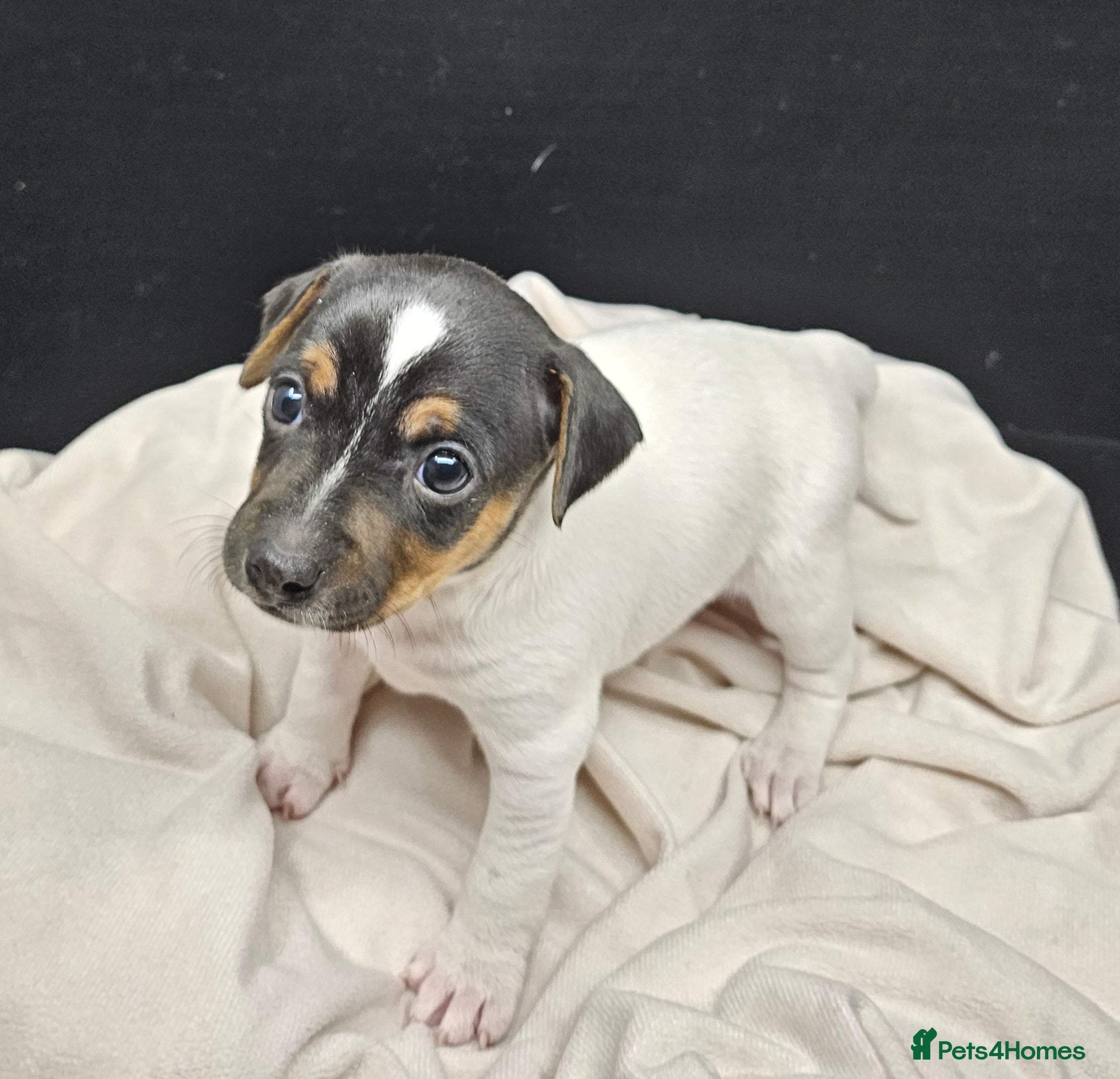 Jack Russell dogs From Our family to Yours  - Advert 2