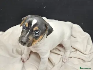 Jack Russell dogs From Our family to Yours - Advert 2