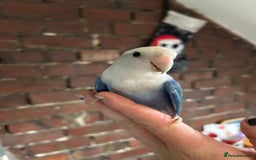 Lovebirds birds for sale: Silly tame handreared lovebird  - Image 4