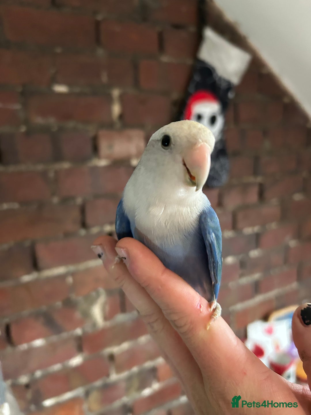 Lovebirds birds for sale: Silly tame handreared lovebird  - Image 4