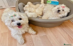 Maltese dogs for sale: Maltese puppies for sale 🐶 - Image 8