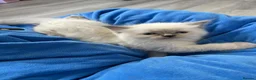 Ragdoll cats for sale: Kittens  - Advert 2