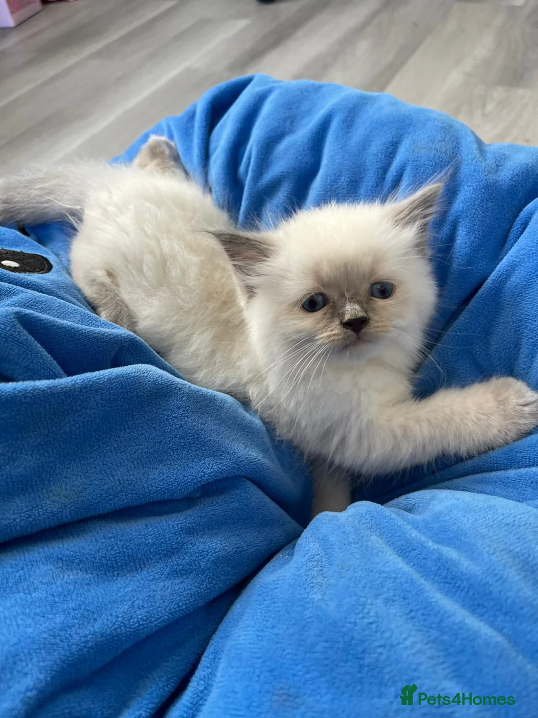 Ragdoll cats for sale: Kittens  - Advert 2