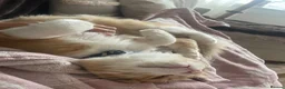 Mixed Breed cats for sale: Rag Doll Mixed Breed  in Manchester - Advert 5