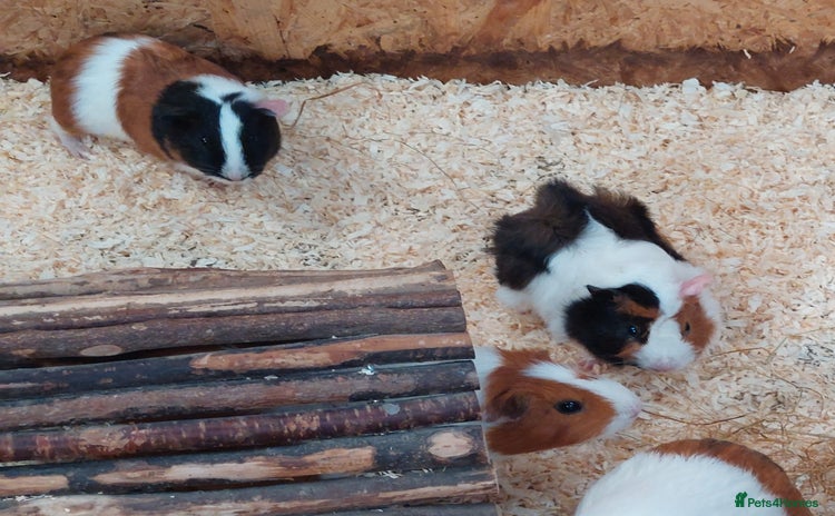 Guinea Pig rodents - Advert 2