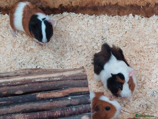 Guinea Pig rodents - Advert 21