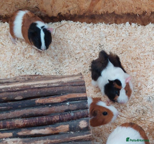 Guinea Pig rodents - Advert 19