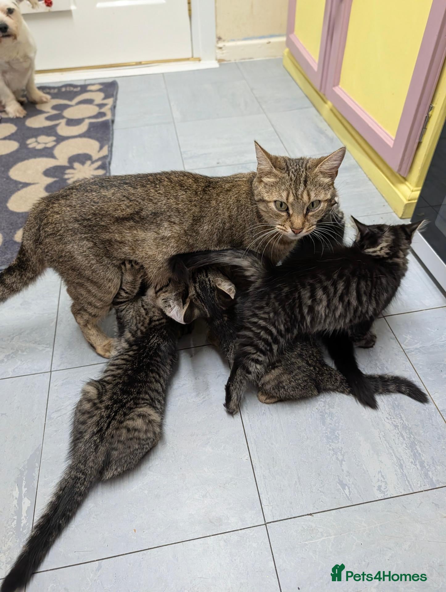 British Shorthair cats for sale: READY NOW 🩵🩷 - Advert 2