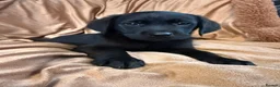 Goldador dogs for sale: Stunning black goldador puppies - Advert 4