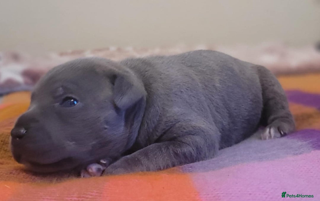 Staffordshire Bull Terrier dogs for sale: Kc Blue Staff pups - Advert 5