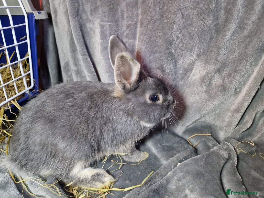Mixed Breed rabbits for sale: Handsome young lilac otter bunny boy - Image 9