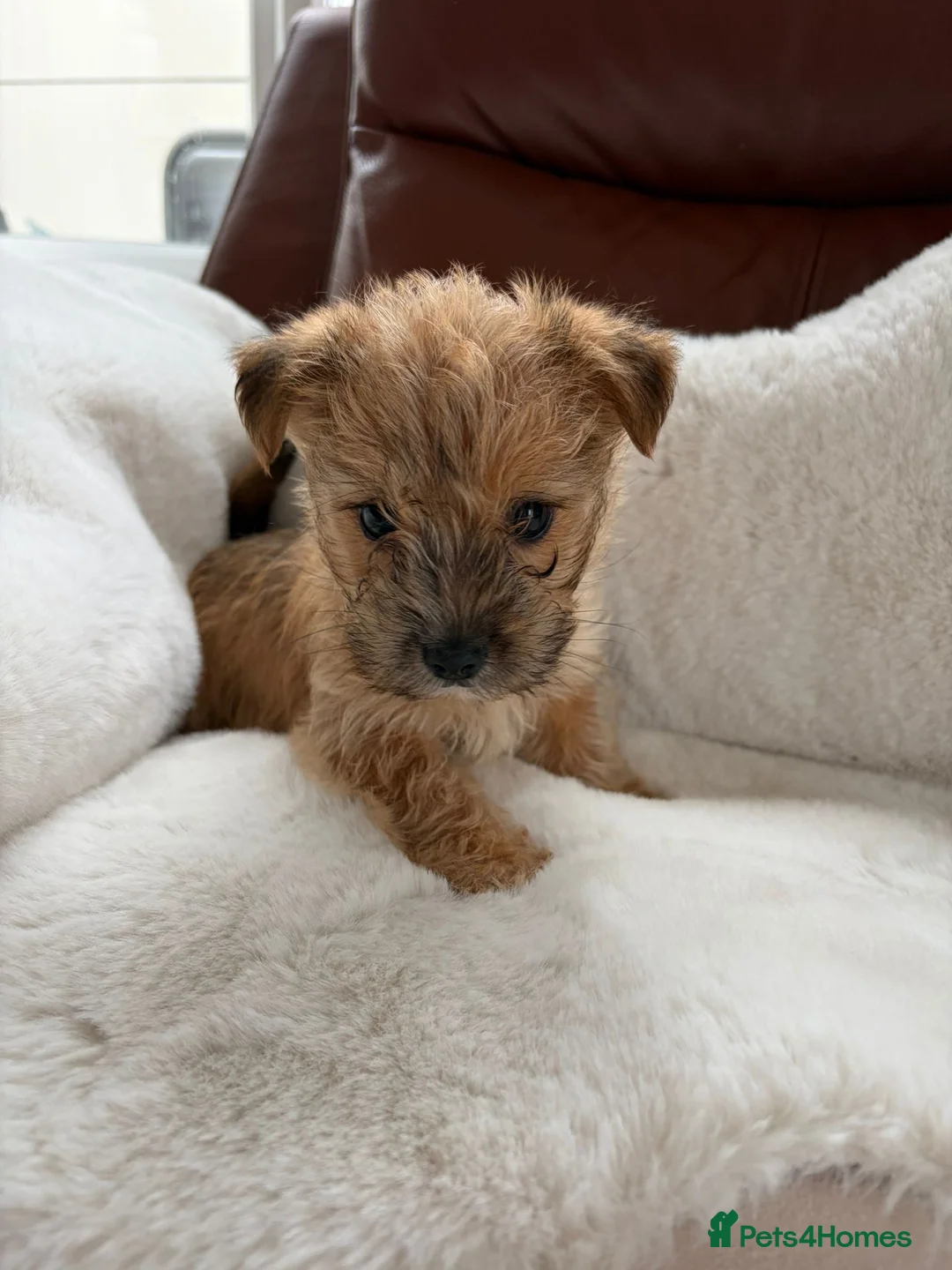 Mixed Breed dogs for sale: Puppy’s  in Dunstable - Advert 6