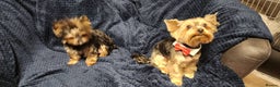 Yorkshire Terrier dogs for sale: Little Maya is looking for her own home - Advert 3