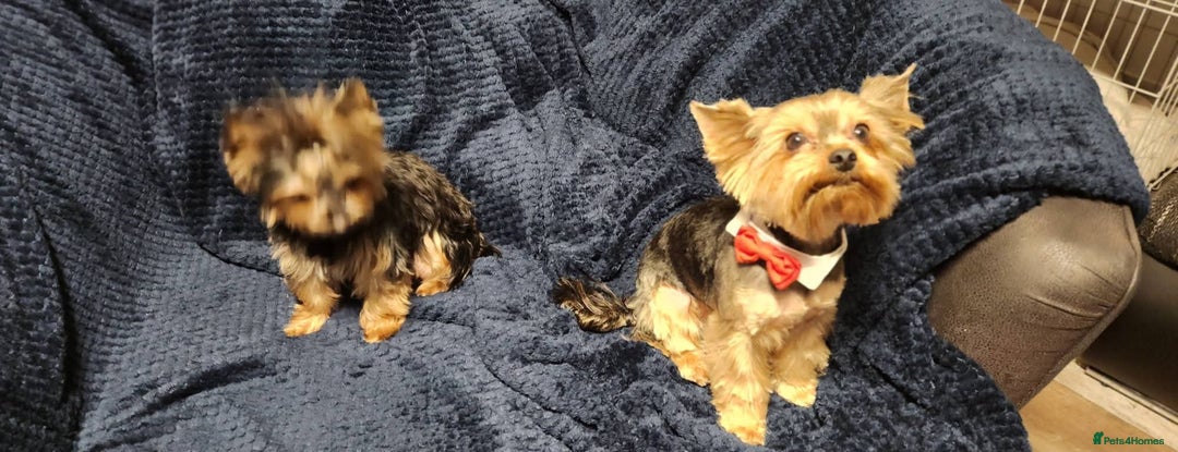 Yorkshire Terrier dogs for sale: Little Maya is looking for her own home - Advert 3