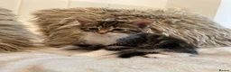 Mixed Breed cats for sale: Blue bengal kittens 🐈‍⬛🏠 - Advert 5