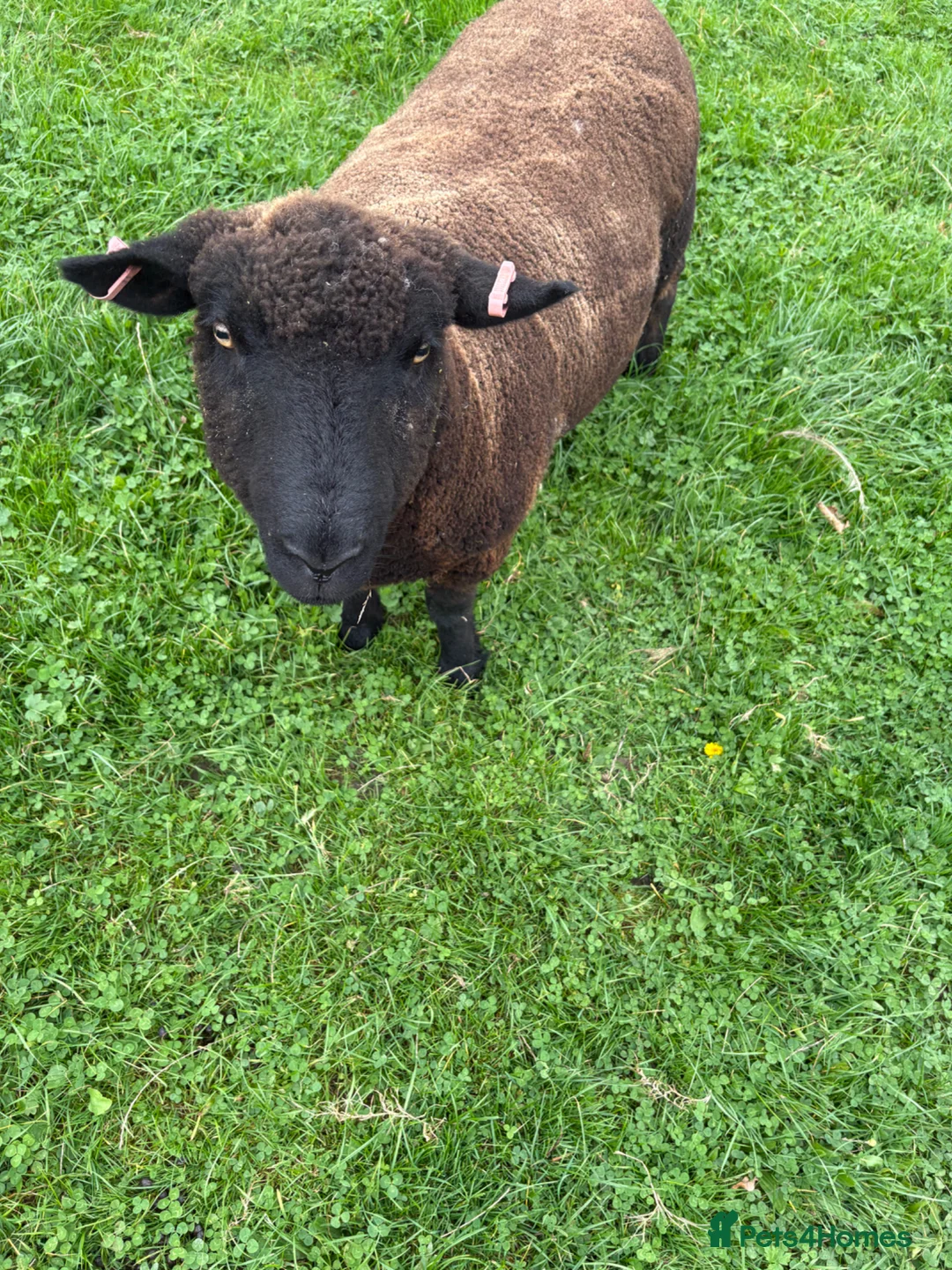 Sheep livestock for sale: Friendly Sheep for sale - Advert 2