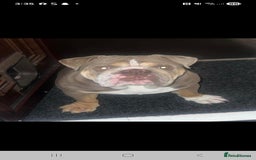 English Bulldog dogs for sale: English bulldog  - Image 3