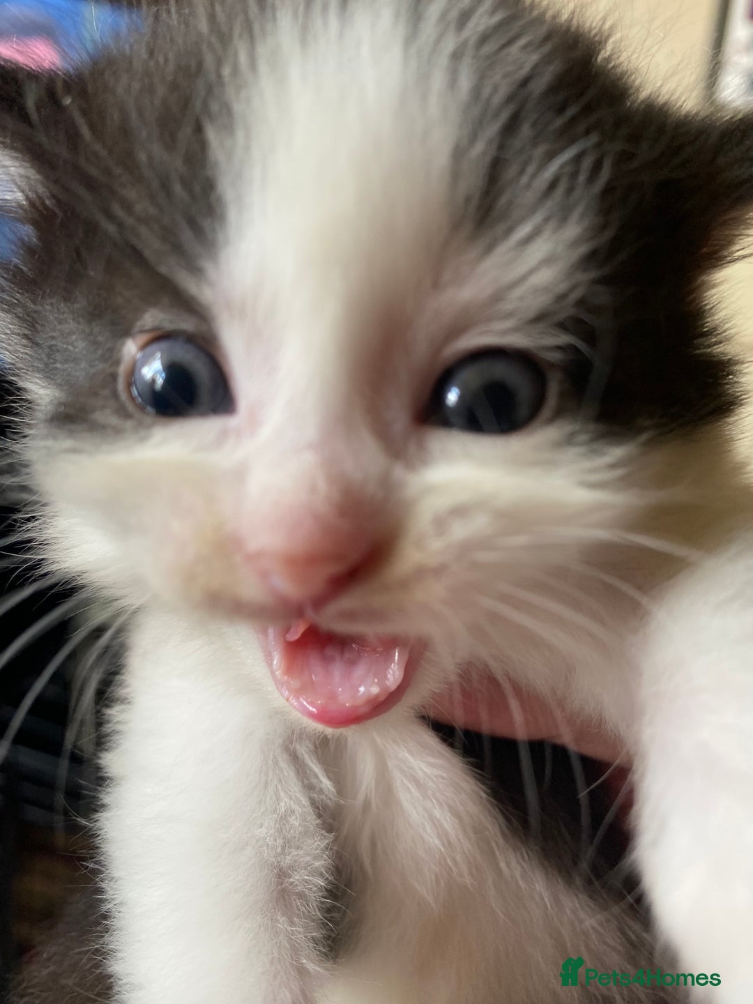 British Shorthair cats for sale: Mabel’s beautiful babies  - Image 17