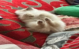 Pomeranian dogs for sale: Last Mini Pomeranian Boy - Image 5