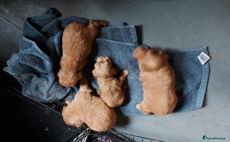 Cocker Spaniel dogs - Advert 1