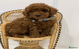 Toy Poodle dogs for sale: Plenty of care - toy poodle - Image 5