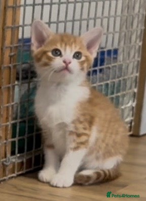 Mixed Breed cats for sale: Beautiful kittens ready now  - Advert 3