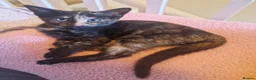 Domestic Shorthair cats for sale: 3x 14 week old kittens & 2x 10 week old kittens in Peterborough - Advert 7