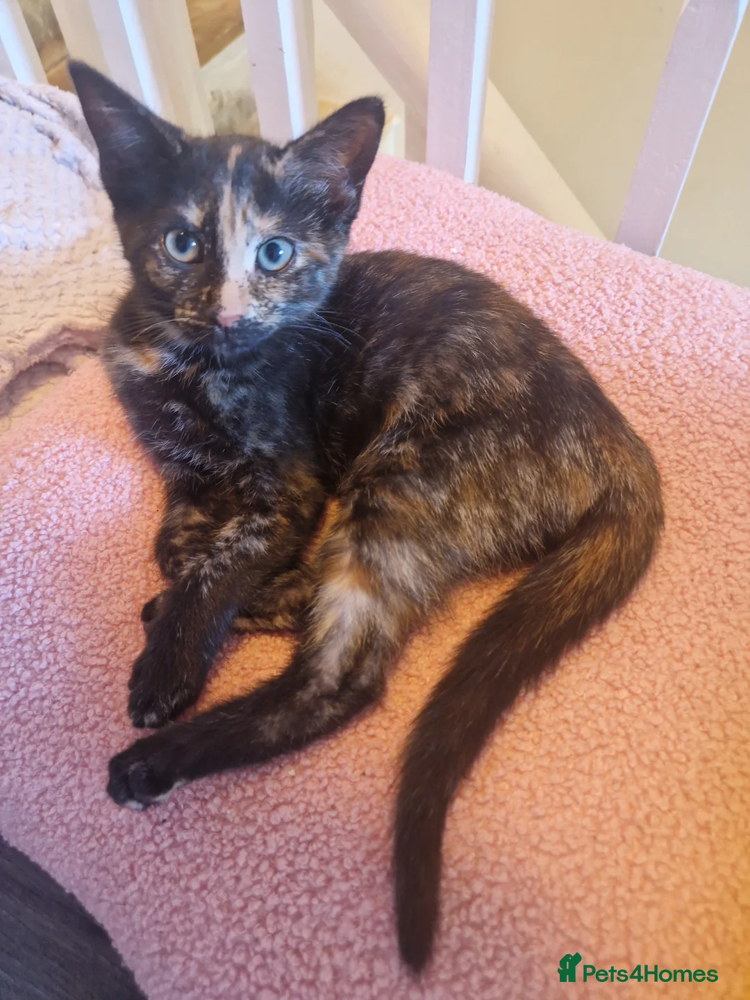 Domestic Shorthair cats for sale: 3x 14 week old kittens & 2x 10 week old kittens in Peterborough - Advert 7
