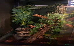 Gecko reptiles for sale: Tuko the crested gecko - Image 5