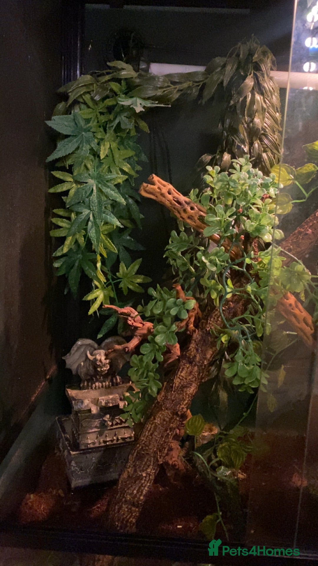 Gecko reptiles for sale: Tuko the crested gecko - Image 5