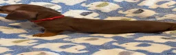 Miniature Dachshund dogs for sale: KC Miniature Dachshund Smooth haired in Castleford - Advert 17