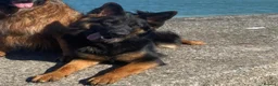 German Shepherd dogs for sale: Litter of Dual Purpose German Shepherd Dog Puppies - Advert 5