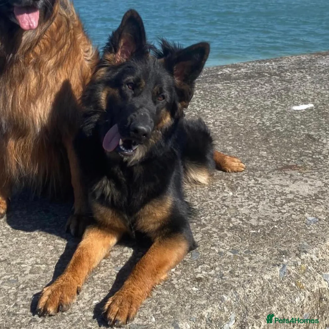 German Shepherd dogs for sale: Litter of Dual Purpose German Shepherd Dog Puppies - Advert 5