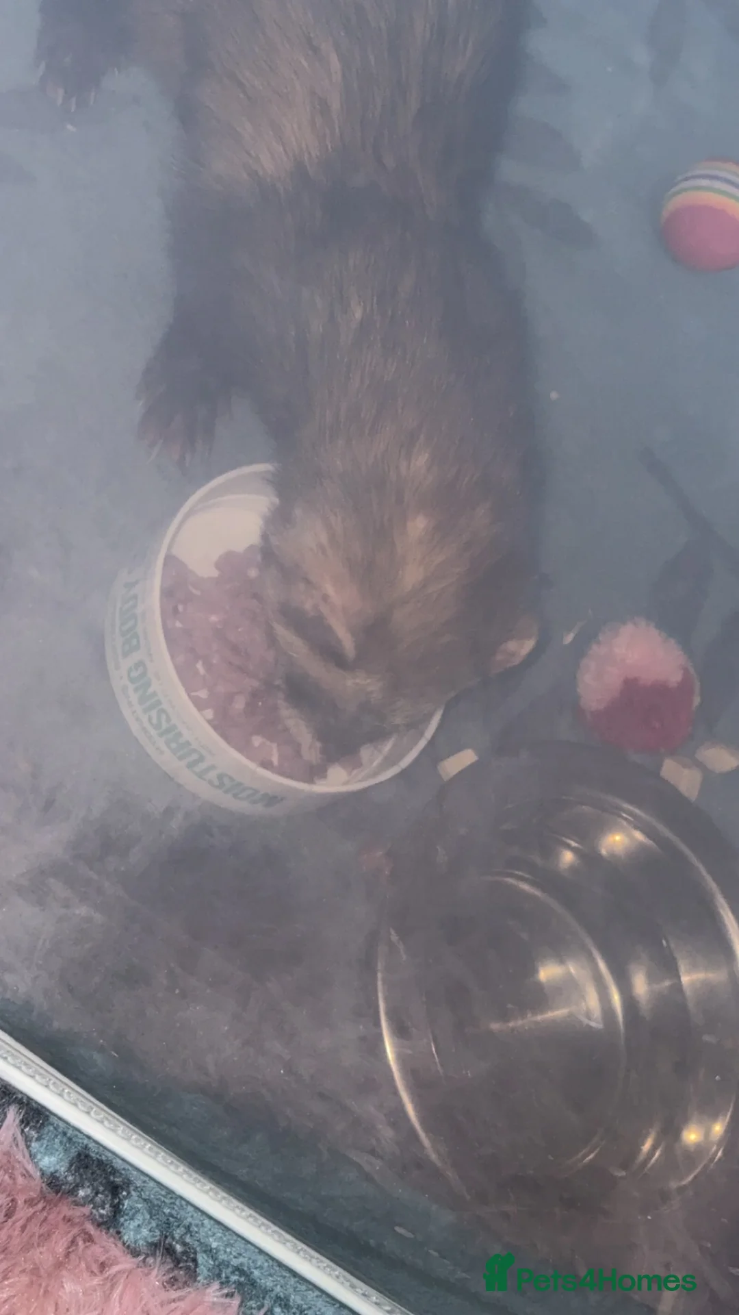 Ferret rodents for sale: Male friendly ferret  - Advert 2