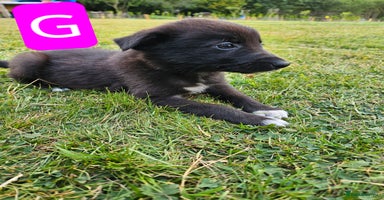 Mixed Breed dogs - Advert 4