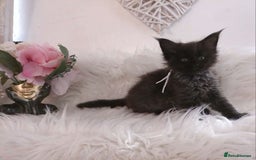 Maine Coon cats for sale: 2 kittens left In Search of Loyal Human Servant - Image 5