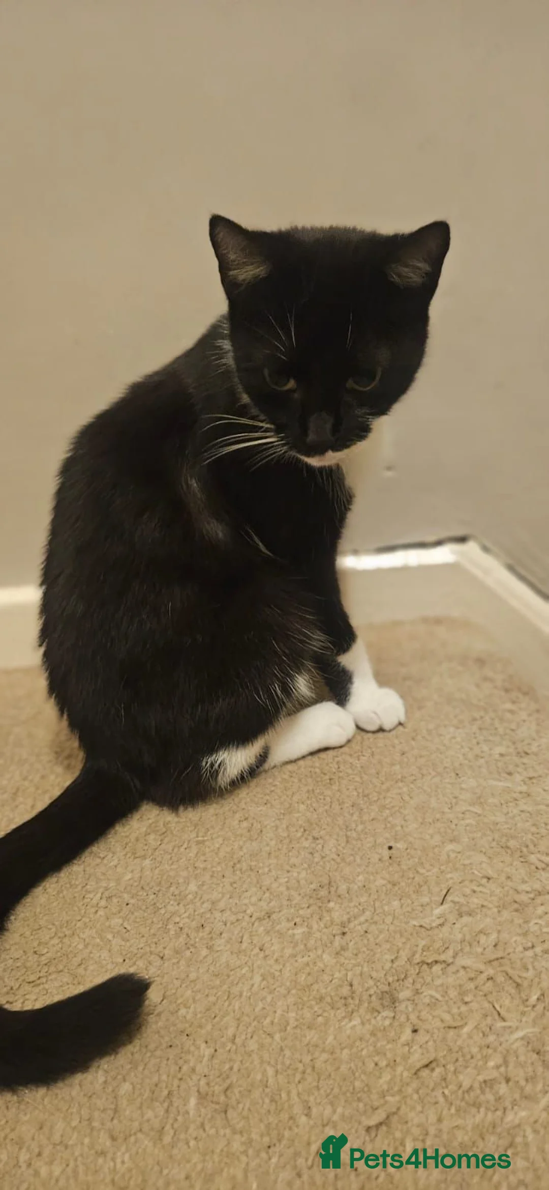 Mixed Breed cats for sale: £20 kittens for sale  - Advert 2