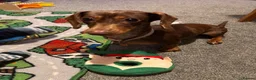 Miniature Dachshund dogs for sale: KC Registered Adult Minature Dachshund  in Market Drayton - Advert 2