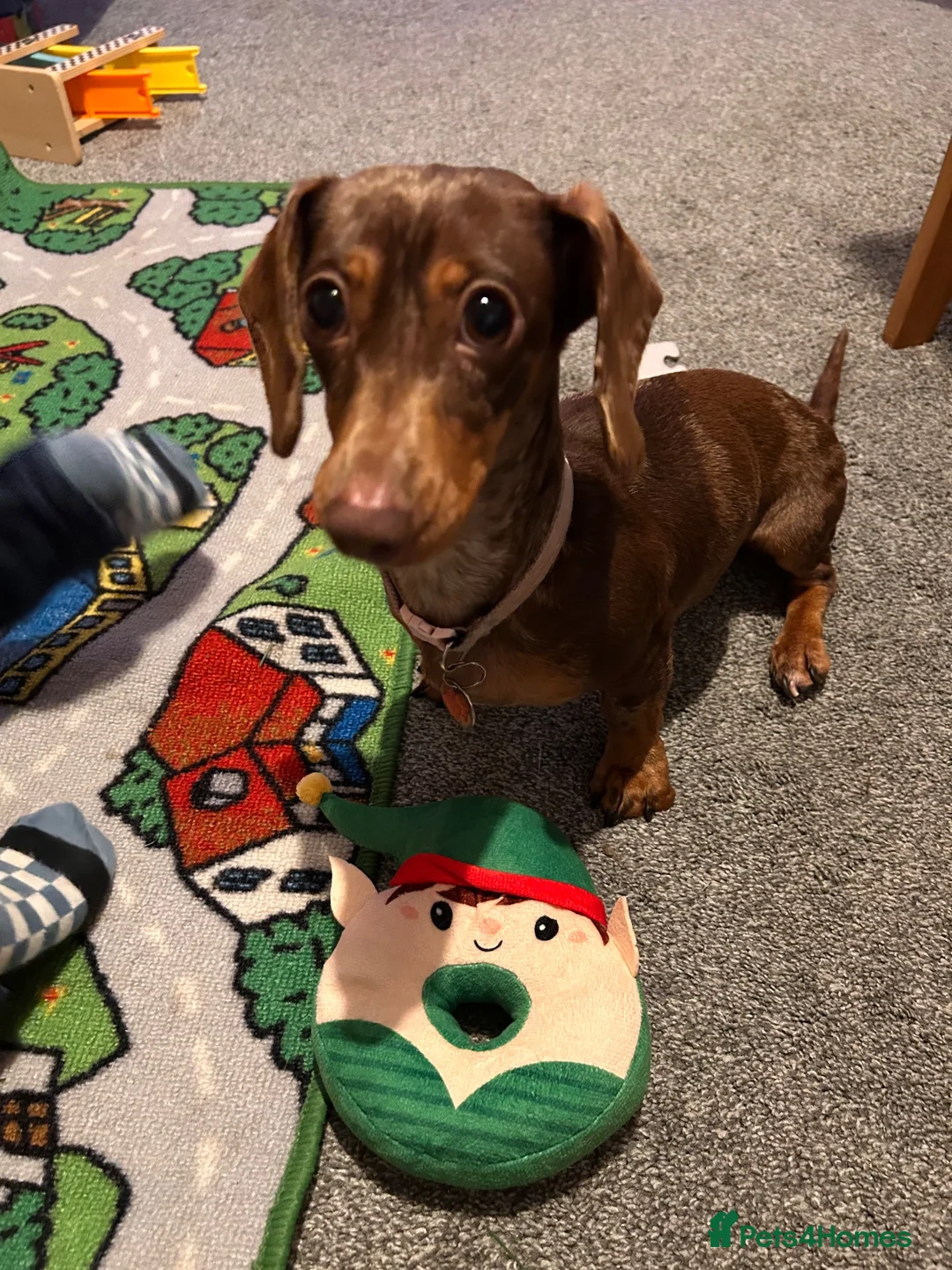 Miniature Dachshund dogs for sale: KC Registered Adult Minature Dachshund  in Market Drayton - Advert 2