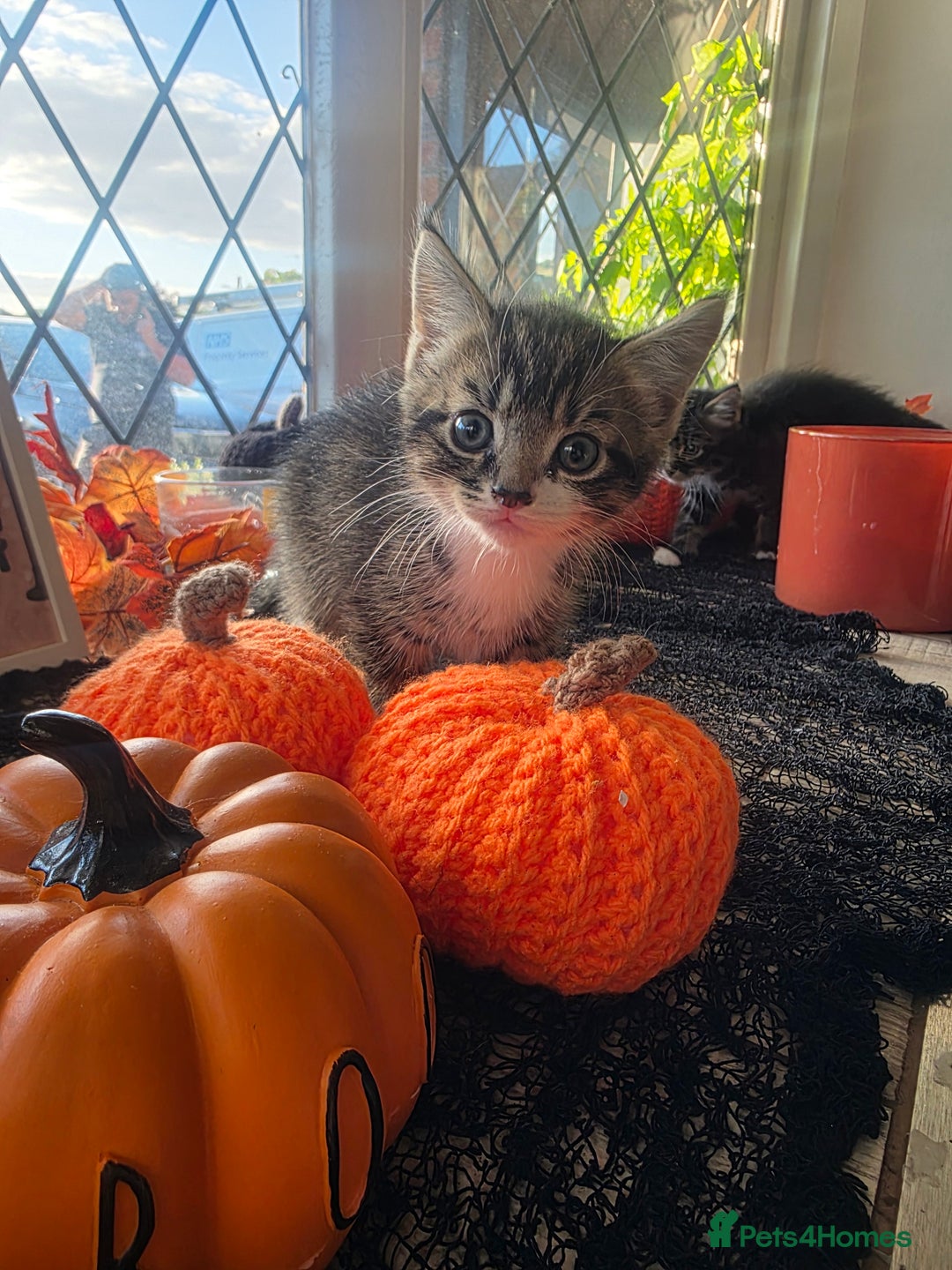 Domestic Shorthair cats for sale: Three beautiful boys ready to leave  - Image 2