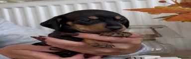 Miniature Dachshund 2