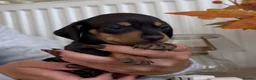 Miniature Dachshund dogs for sale: 🐾 6 BEAUTIFUL SMOOTH-HAIRED MINIATURE DACHSHUNDS - Advert 6