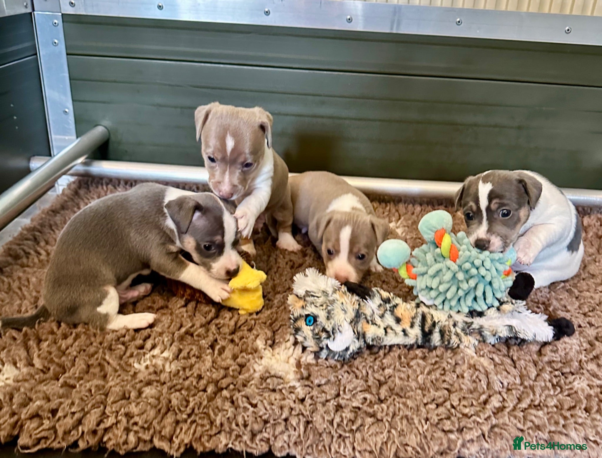 Jack Russell dogs Conscientiously bred and reared - Advert 2