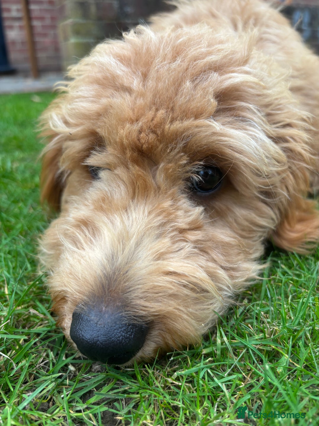 Mini Goldendoodle dogs for sale: Beautiful gentle Goldendoodle Girl - Image 4