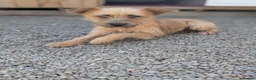 Mixed Breed dogs for adoption: Henry - In Ayr Looking for a home  - Advert 6