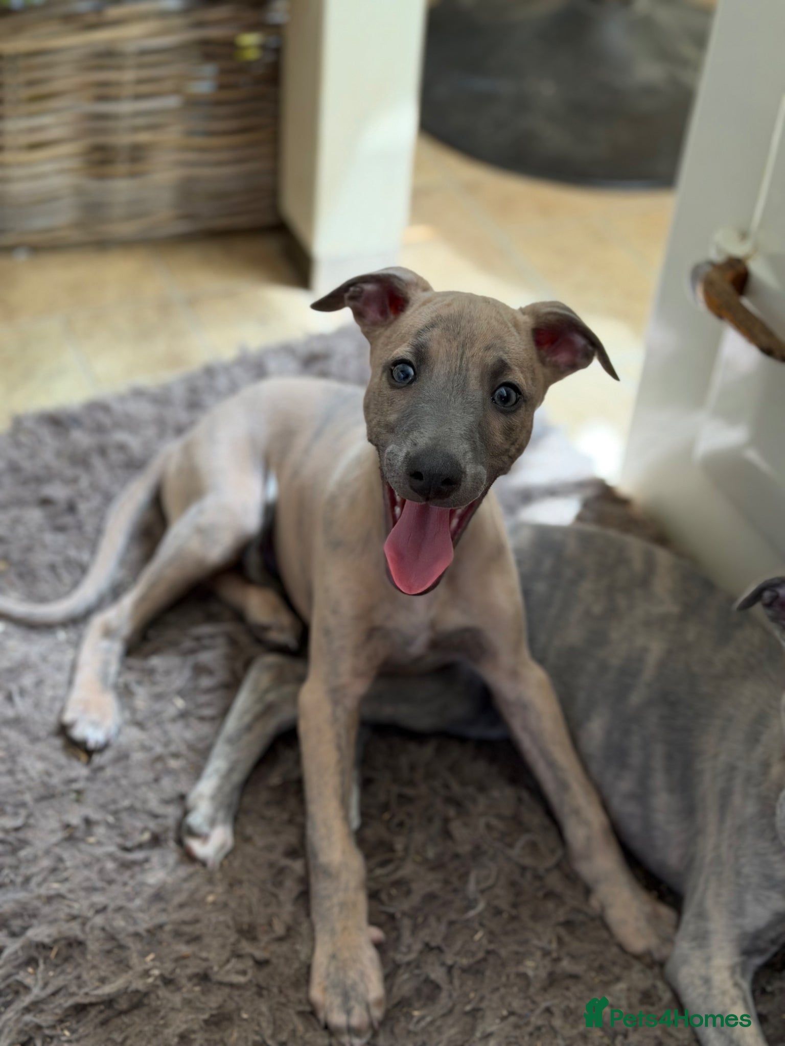 Whippet dogs Stunning KC reg whippet puppy. Last one available - Advert 5